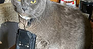 Pearl joined the competition — help win amazing prizes! cat, grey_cat, indoor, table, wooden_table, leather_pouch, collar, pet, feline, domestic_animal, yellow_eyes, fur, animal_portrait, curious, household, furniture, chair, background, closeup, domestic_life
