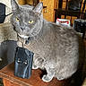 cat, grey_cat, indoor, table, wooden_table, leather_pouch, collar, pet, feline, domestic_animal, yellow_eyes, fur, animal_portrait, curious, household, furniture, chair, background, closeup, domestic_life