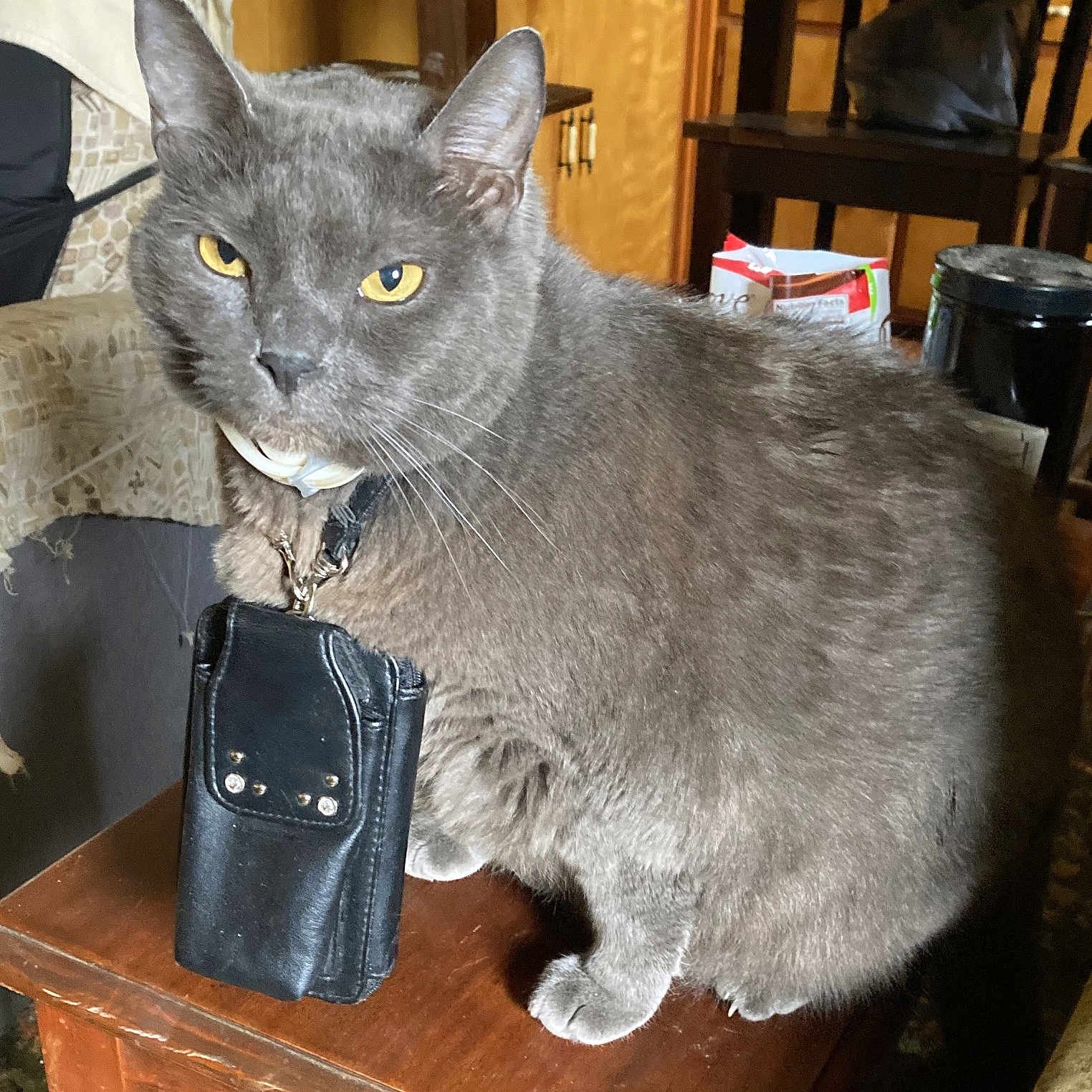 Pearl joined the competition — help win amazing prizes! cat, grey_cat, indoor, table, wooden_table, leather_pouch, collar, pet, feline, domestic_animal, yellow_eyes, fur, animal_portrait, curious, household, furniture, chair, background, closeup, domestic_life