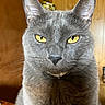 Pearl is registered to the contest to win money with this photo: cat, gray_cat, yellow_eyes, close_up, portrait, feline, whiskers, ears, fur, animal, pet, indoor, wooden_background, intense_stare, face, domestic_cat, mammal, cute, curious, alert