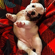 Tilda is registered to the contest to win money with this photo: puppy, dog, french_bulldog, pet, cute, blanket, red, black, cozy, lying_down, paw, fur, animal, young, playful, indoor, closeup, smiling, adorable, resting