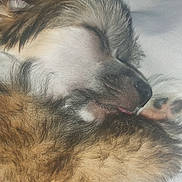 Buzz a rejoint le concours — aidez-le/la à gagner de superbes lots ! puppy, sleeping, close_up, fluffy, tongue, cute, pet, animal, fur, nose, paw, resting, cozy, adorable, young, domestic_animal, mammal, white_background, soft, peaceful