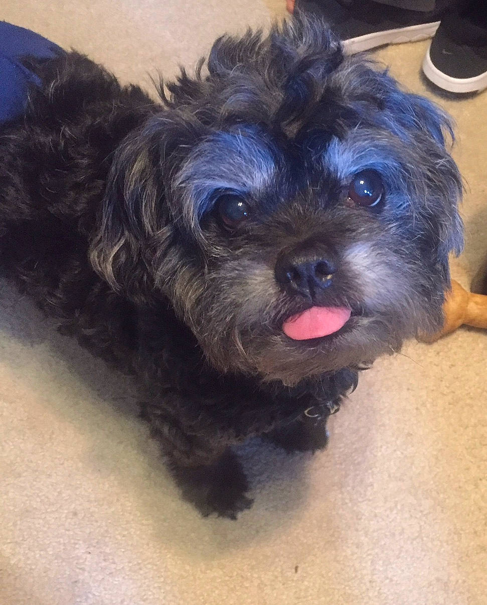 Asher joined the competition — help win amazing prizes! affenpinscher, bolonka, canidae, carnivore, cockapoo, companion_dog, dog, dog_breed, havanese, maltepoo, mammal, morkie, pekapoo, poodle_crossbreed, puppy, schnoodle, shih_poo, shih_tzu, snout, vertebrate