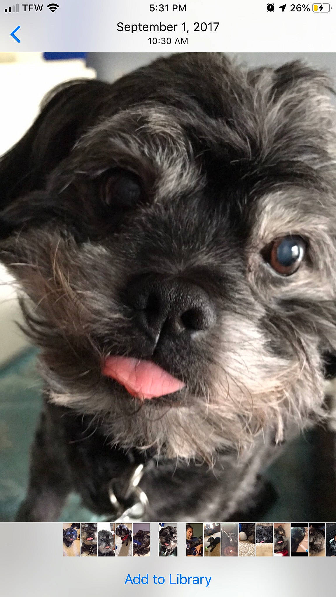 Asher is registered to the contest to win money with this photo: affenpinscher, bolonka, canidae, carnivore, chinese_imperial_dog, companion_dog, dog, dog_breed, havanese, lhasa_apso, mammal, morkie, pekapoo, photography, puppy, rare_breed_dog, shih_tzu, snout, sporting_group, toy_dog