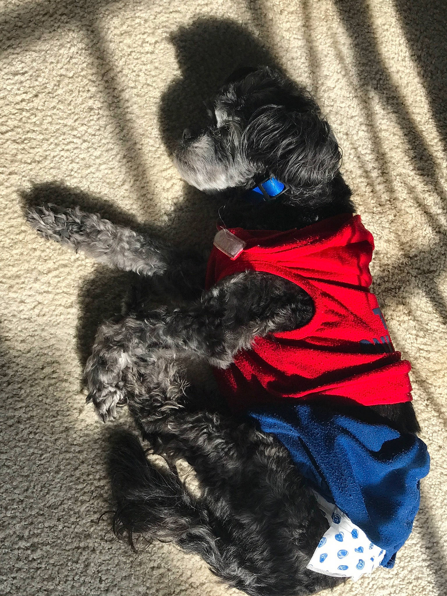 Asher is registered to the contest to win money with this photo: canidae, carnivore, child, companion_dog, dog, dog_breed, fur, play, puppy, shadow, sporting_group, tail