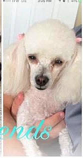 Minnie joined the competition — help win amazing prizes! canidae, carnivore, companion_dog, dog, dog_breed, dog_supply, ear, eyelash, fawn, font, fur, maltepoo, non_sporting_group, pet_supply, photo_caption, puppy, snout, sporting_group, toy_dog, working_animal