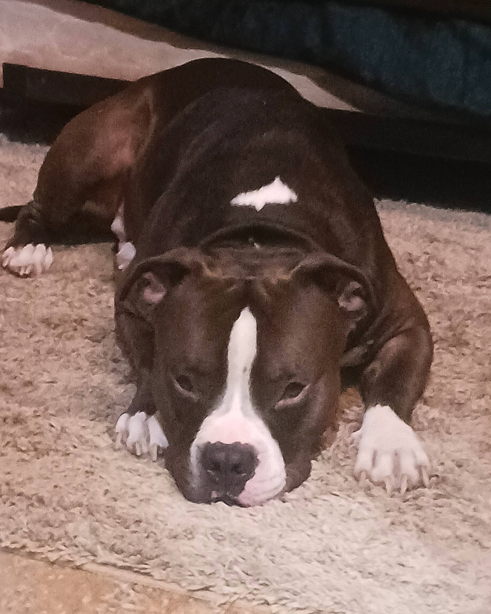 Monkey joined the competition — help win amazing prizes! canidae, carnivore, companion_dog, dog, dog_breed, ear, fawn, fur, liver, non_sporting_group, paw, pet_supply, puppy, snout, sporting_group, terrestrial_animal, whiskers, wood, working_animal, wrinkle