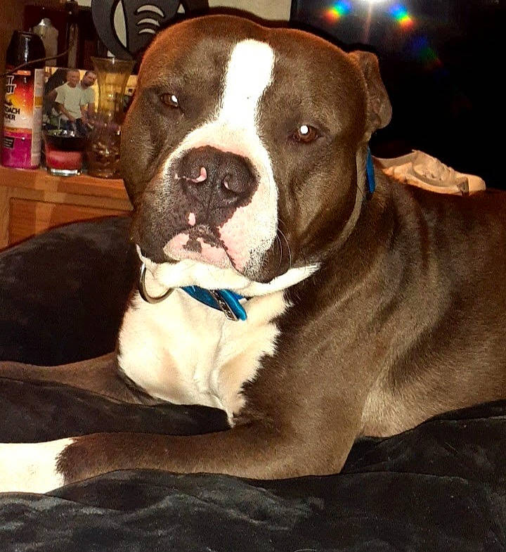 Monkey is registered to the contest to win money with this photo: bored, canidae, carnivore, collar, comfort, companion_dog, couch, dog, dog_breed, dog_collar, fawn, non_sporting_group, snout, sporting_group, whiskers, window, working_animal