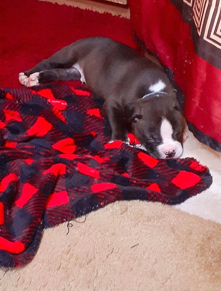 Monkey is registered to the contest to win money with this photo: canidae, carmine, carnivore, carpet, comfort, companion_dog, dog, dog_breed, dog_supply, felidae, flooring, fur, human_leg, linens, logo, nap, pattern, sporting_group, tail, working_animal