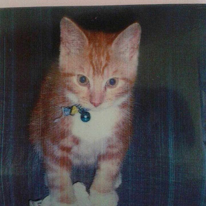 Ginge