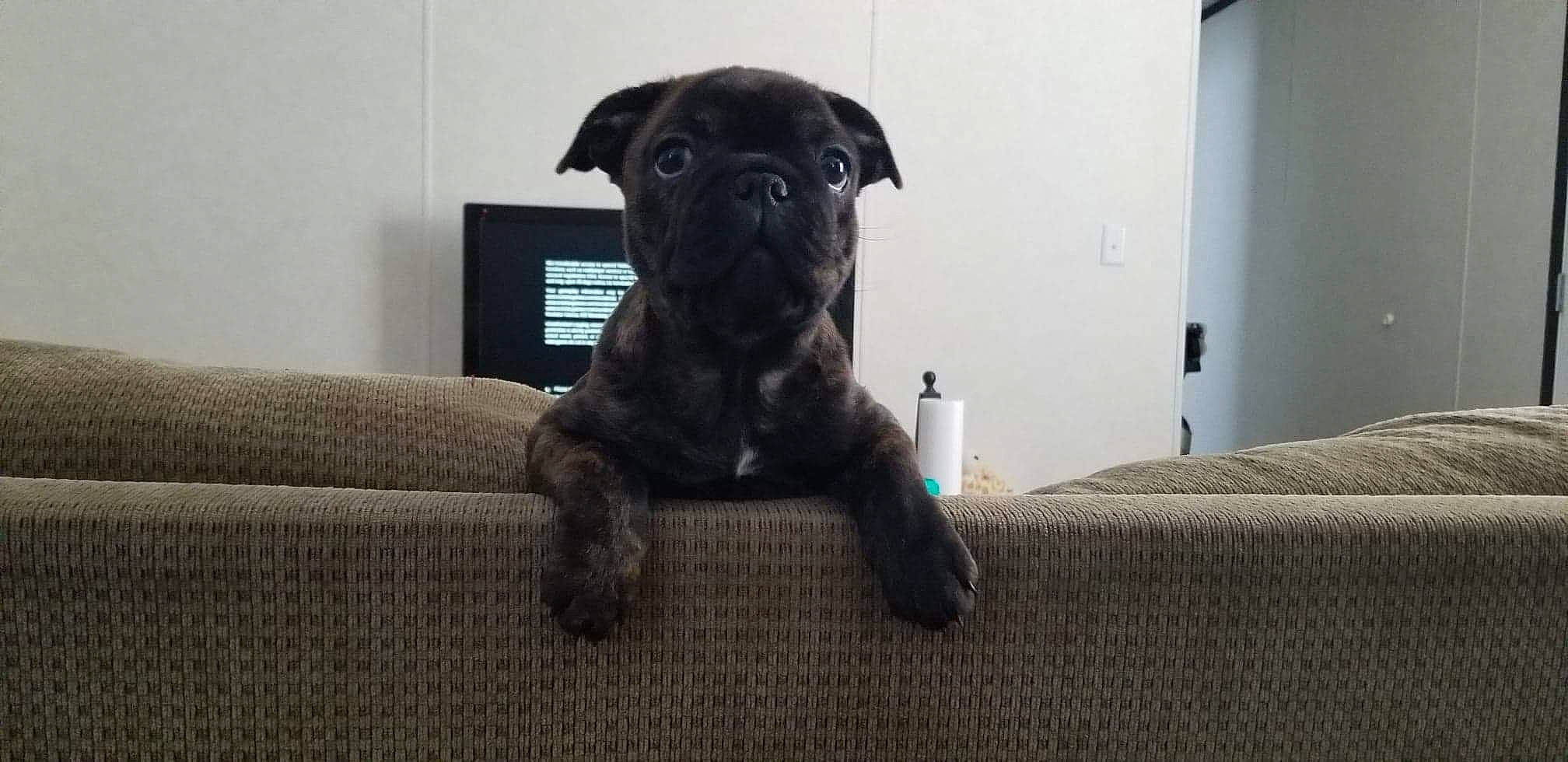 Penelope joined the competition — help win amazing prizes! boxer, canidae, carnivore, comfort, companion_dog, dog, dog_breed, fawn, flooring, guard_dog, hardwood, molosser, pug, sporting_group, tail, terrestrial_animal, toy_dog, whiskers, working_animal, wrinkle