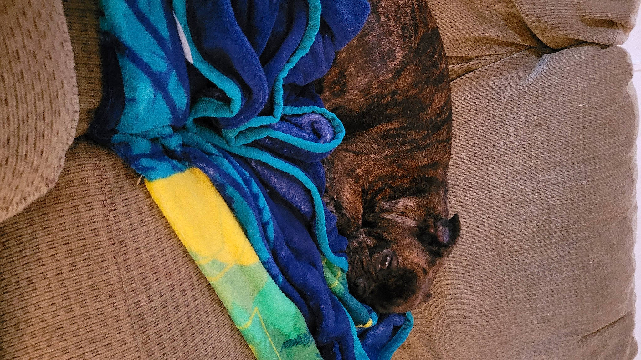 Penelope is registered to the contest to win money with this photo: bat, canidae, carnivore, collar, comfort, companion_dog, dog, dog_breed, dog_supply, electric_blue, fashion_accessory, felidae, fur, linens, liver, pattern, sleeve, small_to_medium_sized_cats, tail, toy_dog