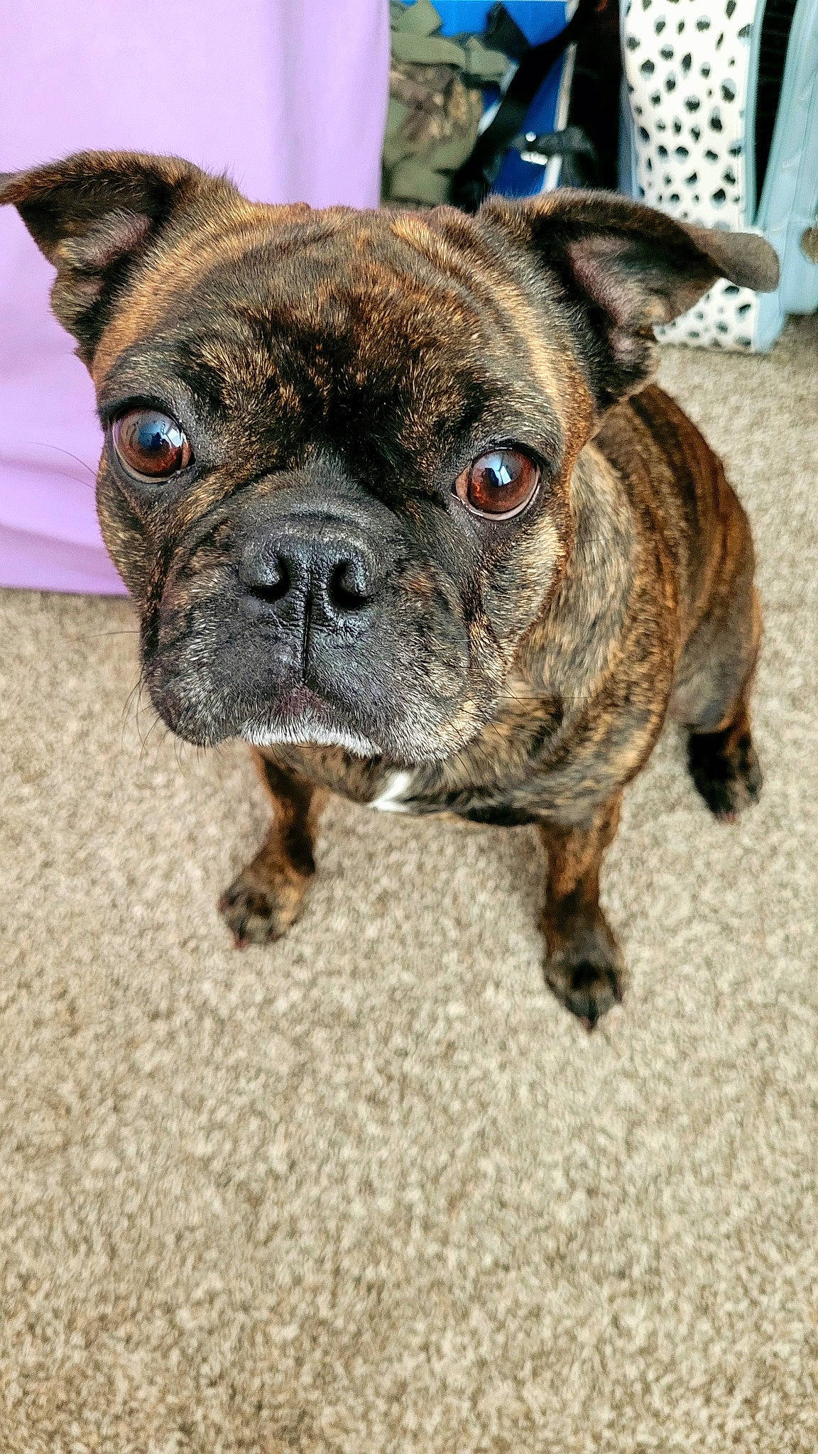 Penelope is registered to the contest to win money with this photo: bulldog, canidae, carnivore, collar, companion_dog, dog, dog_breed, dog_collar, ear, fawn, french_bulldog, molosser, puppy, sporting_group, terrestrial_animal, toy_dog, whiskers, working_animal, working_dog, wrinkle