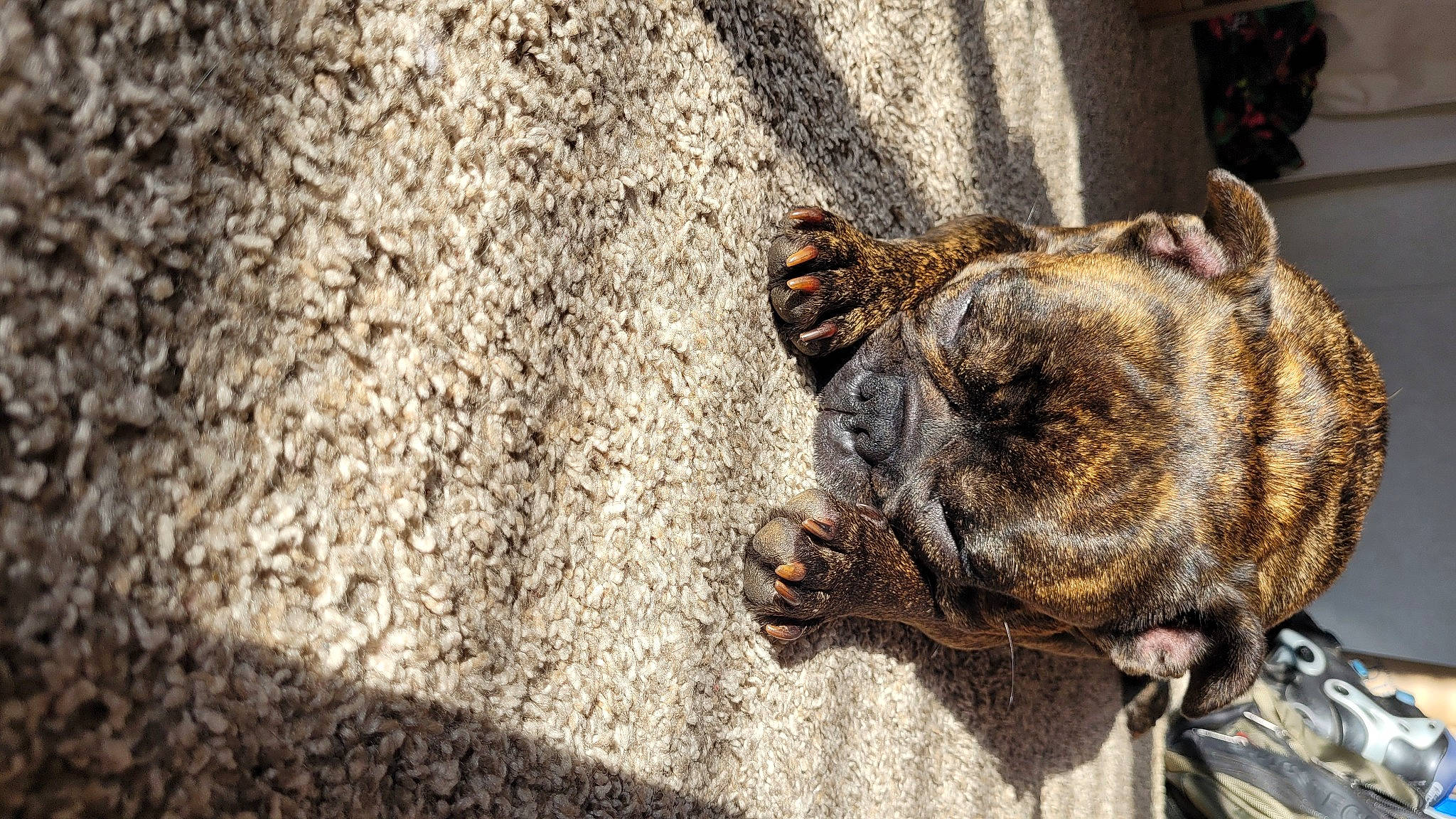 Penelope joined the competition — help win amazing prizes! asphalt, claw, dog_breed, eye, felidae, foot, grass, human_leg, metal, organism, road_surface, rock, shadow, snout, soil, sporting_group, street, terrestrial_animal, wood, wrinkle