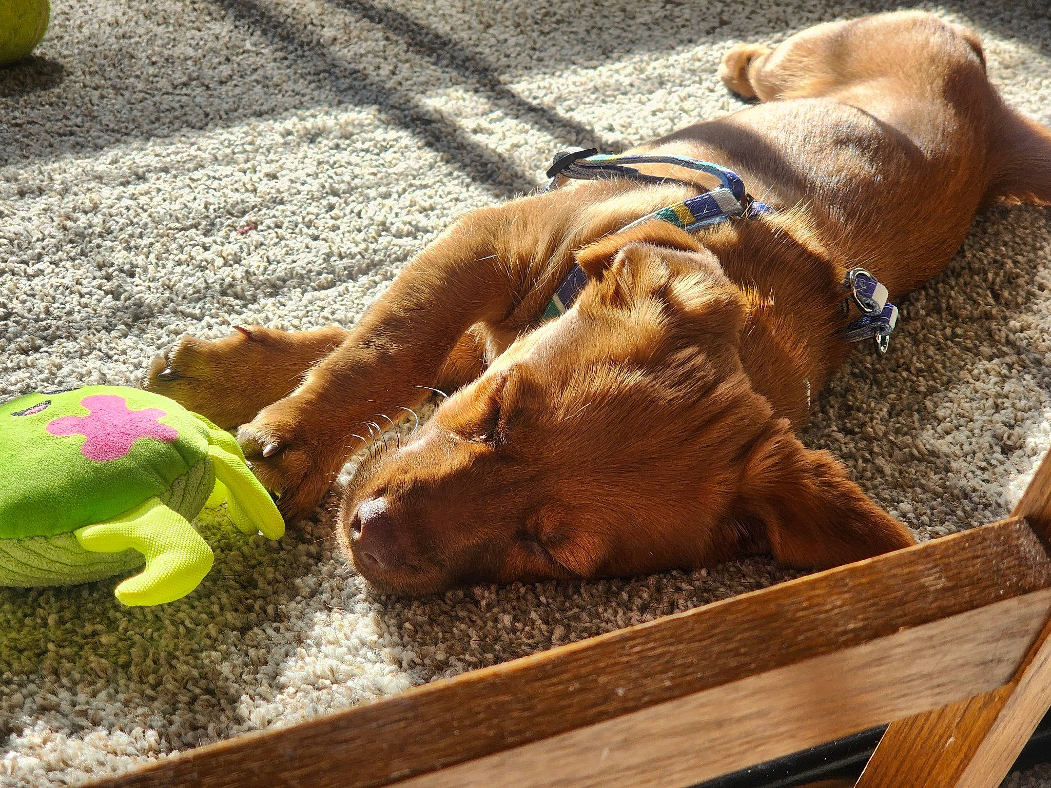 Oliver is registered to the contest to win money with this photo: ball, carnivore, collar, companion_dog, dog, dog_breed, fawn, grass, liver, mammal, personal_protective_equipment, pet_supply, road_surface, snout, sporting_group, sports_equipment, terrestrial_animal, toy, wood, working_animal