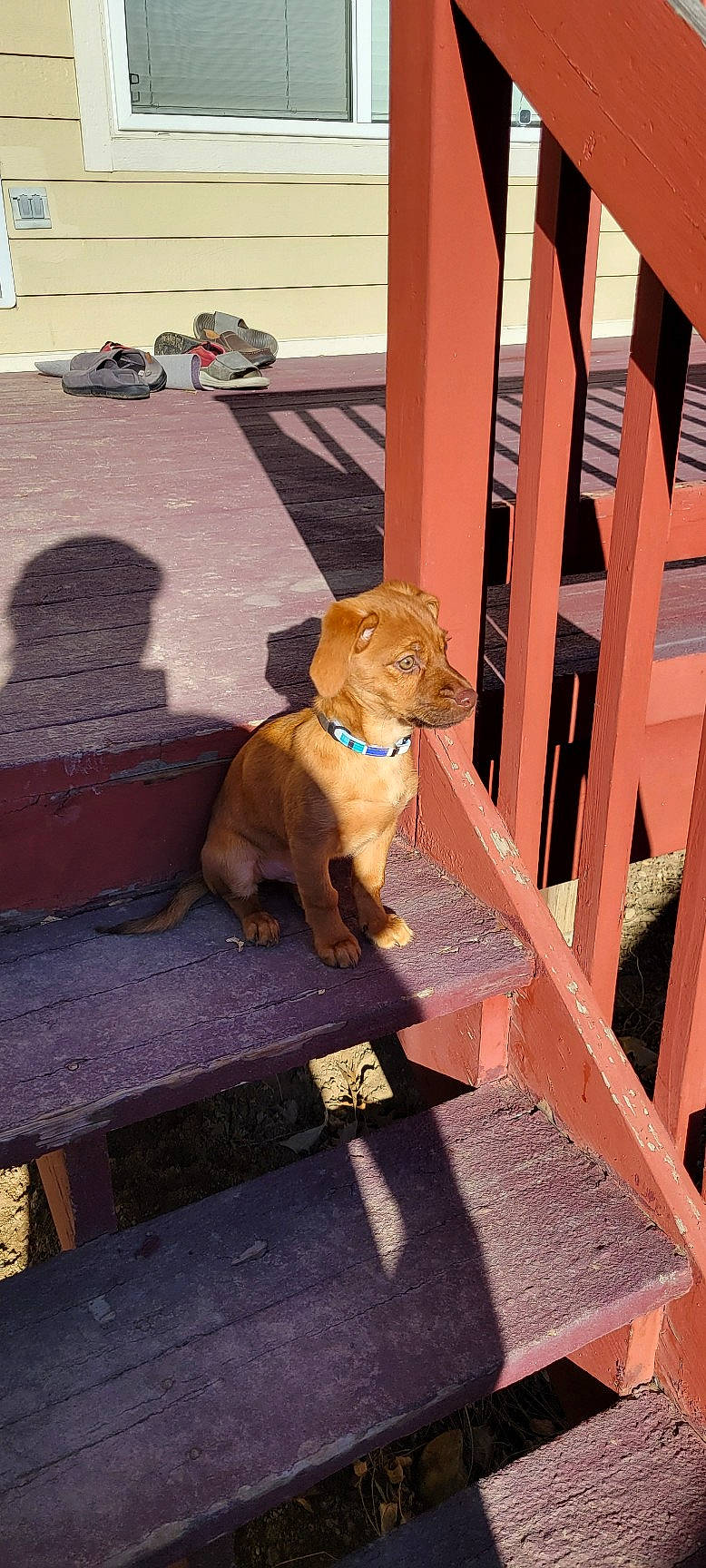 Oliver joined the competition — help win amazing prizes! carnivore, companion_dog, dog, dog_breed, fawn, flooring, fur, hardwood, hat, liver, peach, pet_supply, road_surface, sitting, sporting_group, tail, toy, wood, wood_stain, working_animal