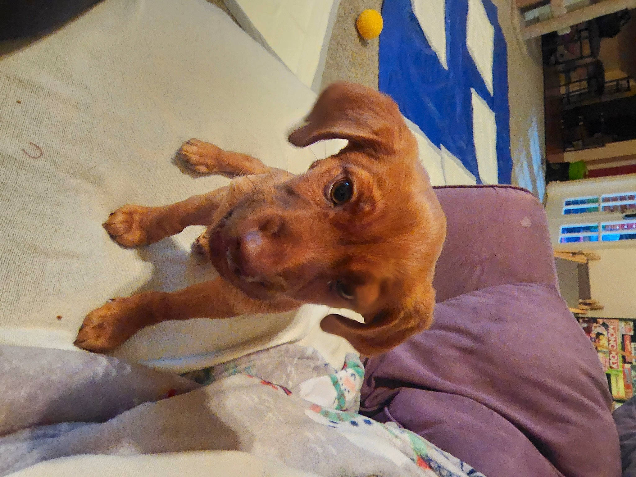 Oliver joined the competition — help win amazing prizes! bookcase, canidae, carnivore, comfort, companion_dog, dog, dog_breed, ear, fawn, fur, liver, shelf, sporting_group, working_animal