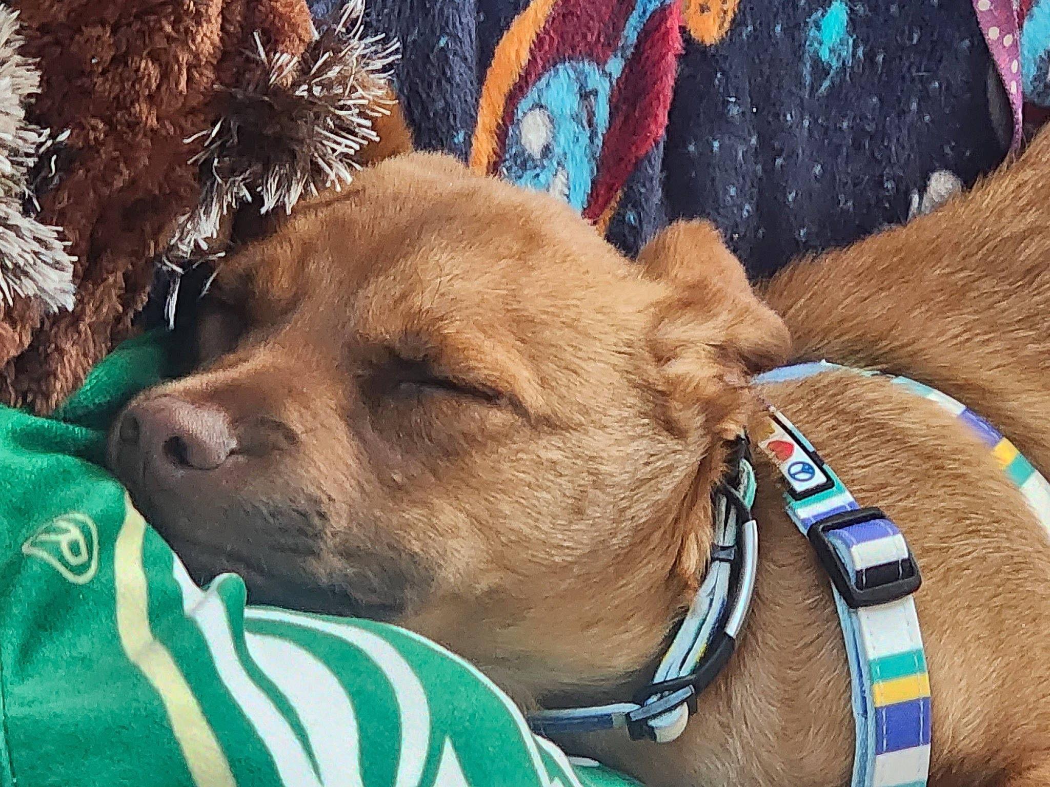 Oliver is registered to the contest to win money with this photo: canidae, carnivore, collar, companion_dog, dog, dog_breed, dog_clothes, dog_collar, dog_supply, electric_blue, fawn, leash, liver, mammal, pet_supply, snout, sporting_group, vertebrate, whiskers, working_animal