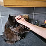 Zimba a rejoint le concours — aidez-le/la à gagner de superbes lots ! animal, arm, bite, black_cat, cat, claws, countertop, domestic, fur, furry, hand, indoor, interaction, kitchen, motion_blur, pet, playful, scratching, tile_wall, wood_cabinet
