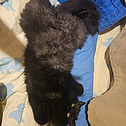 Zimba participe au concours pour gagner de l'argent avec cette photo : animal, bed, black_cat, blanket, cat, cozy, cute, domestic_animal, fluffy, fur, indoor, mammal, paw, pet, relaxed, resting, sleepy, tail, whiskers, yellow_eyes