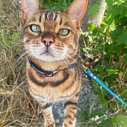 Basile participe au concours pour gagner de l'argent avec cette photo : animal, bengal_cat, black_stripes, brown, cat, close_up, collar, curious, daylight, fur, grass, green_eyes, leash, mammal, nature, outdoor, pet, plants, walking, whiskers