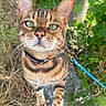 animal, bengal_cat, black_stripes, brown, cat, close_up, collar, curious, daylight, fur, grass, green_eyes, leash, mammal, nature, outdoor, pet, plants, walking, whiskers