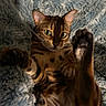 Basile a rejoint le concours — aidez-le/la à gagner de superbes lots ! animal, bengal_cat, blanket, cat, close_up, cute, domestic_animal, eyes, feline, fur, indoor, lying_down, mammal, paw, pet, playful, portrait, relaxed, soft_texture, whiskers