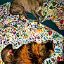 dog, cat, bed, blanket, pillow, floral_pattern, furry, pet, animal, resting, indoor, cozy, sleep, multicolor, cute, domestic, mammal, fur, relaxing, companion