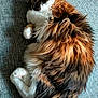 cat, sleeping, fluffy, fur, multicolored, pet, animal, resting, cozy, relaxed, closeup, indoor, soft, cute, whiskers, paws, tabby, feline, texture, fabric
