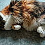 cat, fluffy, sleeping, paw, fur, multicolor, pet, animal, cozy, indoor, resting, cute, domestic, mammal, feline, relaxed, carpet, texture, home, lying_down