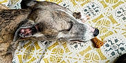 Sienna a rejoint le concours — aidez-le/la à gagner de superbes lots ! dog, brindle, treat, bone, blanket, pattern, resting, pet, animal, canine, paw, snout, indoor, relaxed, fur, sleepy, comfort, cozy, closeup, laying