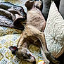 Sienna participe au concours pour gagner de l'argent avec cette photo : dog, couch, pillow, blanket, upside_down, relaxed, indoor, pet, fur, sleeping, canine, home, comfort, resting, patterned_fabric, cozy, animal, domestic, laying, nap