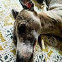 Sienna a rejoint le concours — aidez-le/la à gagner de superbes lots ! dog, canine, pet, lying_down, resting, close_up, brindle, ear, snout, blanket, pattern, texture, fur, sleepy, domestic_animal, relaxed, indoor, comfort, animal, face