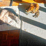 Sienna a rejoint le concours — aidez-le/la à gagner de superbes lots ! dog, cat, sunlight, rug, parquet_floor, indoor, pet, resting, sleeping, cozy, home, animal, furry, relaxing, warm_light, wood_floor, companion, quiet, peaceful, domestic