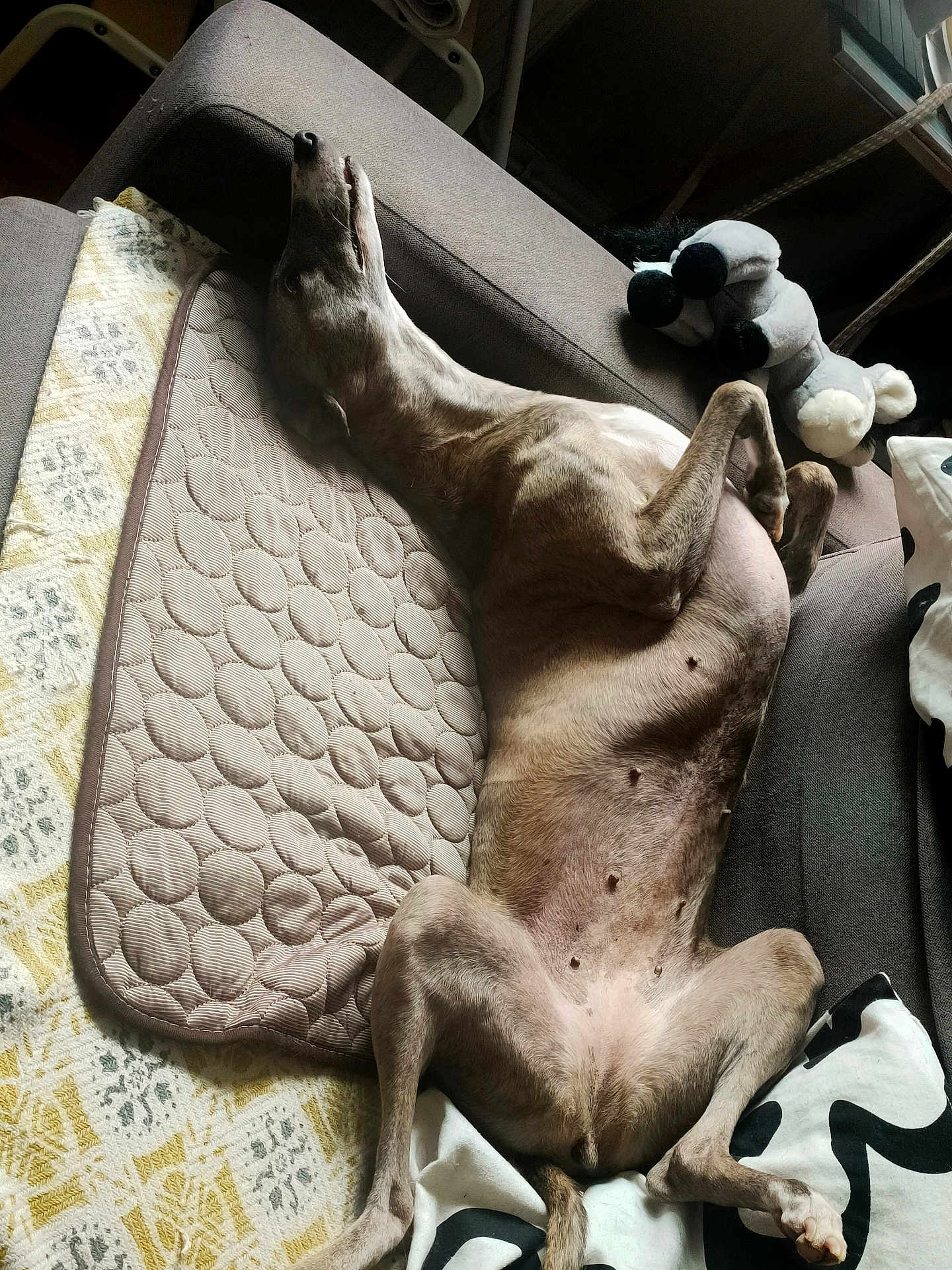 Sienna participe au concours pour gagner de l'argent avec cette photo : dog, canine, pet, lying_down, relaxed, couch, indoor, blanket, stuffed_toy, pillow, fur, animal, mammal, resting, comfortable, home, nap, sleeping_position, legs_up, belly