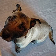 Tokio participe au concours pour gagner de l'argent avec cette photo : dog, pet, canine, sitting, looking_up, indoor, wooden_floor, ears, tail, collar, brown, black, fur, animal, companion, cute, domestic, friendly, paw, portrait