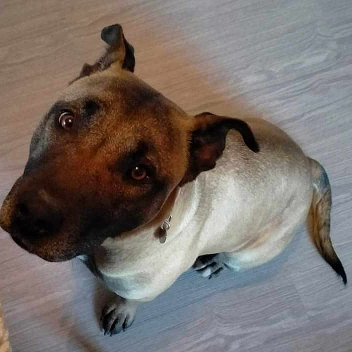 Tokio participe au concours pour gagner de l'argent avec cette photo : animal, black, brown, canine, collar, companion, cute, dog, domestic, ears, friendly, fur, indoor, looking_up, paw, pet, portrait, sitting, tail, wooden_floor