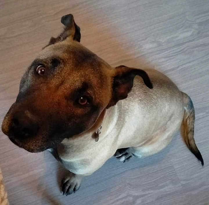 Tokio participe au concours pour gagner de l'argent avec cette photo : dog, pet, canine, sitting, looking_up, indoor, wooden_floor, ears, tail, collar, brown, black, fur, animal, companion, cute, domestic, friendly, paw, portrait
