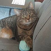 Tator joined the competition — help win amazing prizes! animal, cat, close_up, couch, curious, domestic_cat, ears, feline, furniture, green_eyes, indoor, living_room, mouse_computer, paw, pet, relaxed, resting, striped, tabby_cat, whiskers