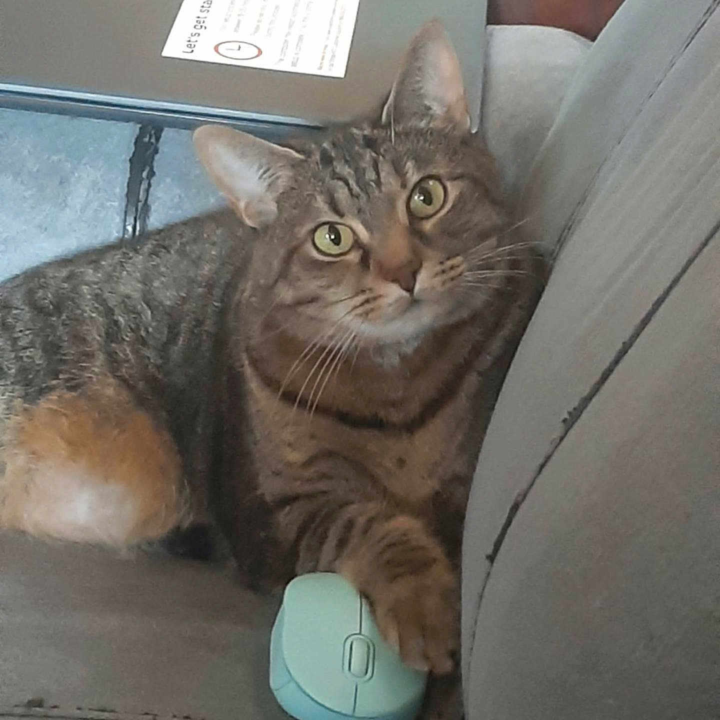 Tator
