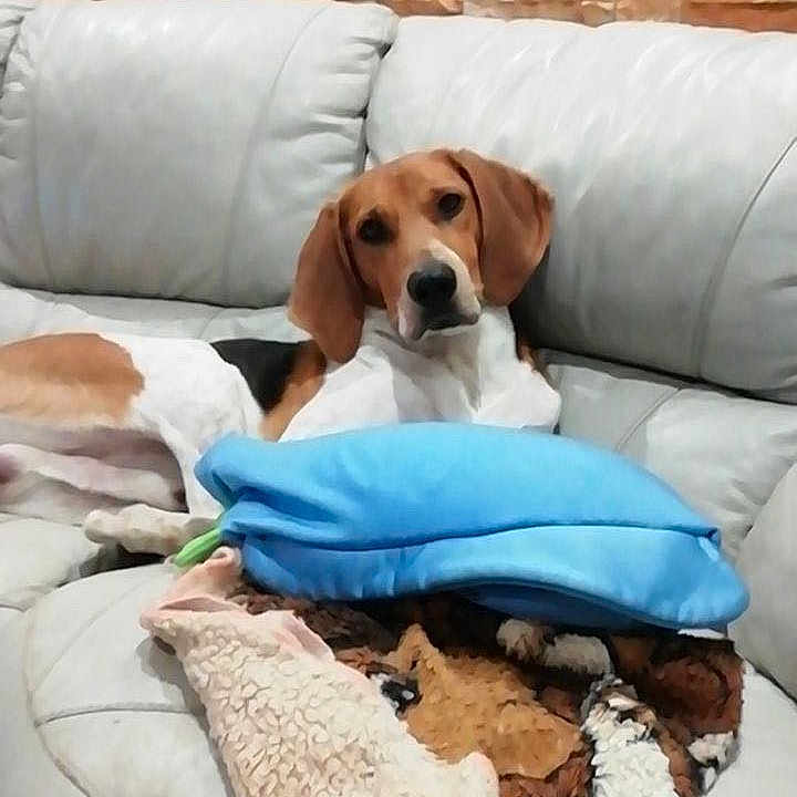 Olaf a rejoint le concours — aidez-le/la à gagner de superbes lots ! animal, beagle, blanket, canine, couch, cushion, dog, dogbed, furniture, homedecor, hound, indoors, interiordesign, laundry, person, pet, pillow, puppy, quilt, sleeping