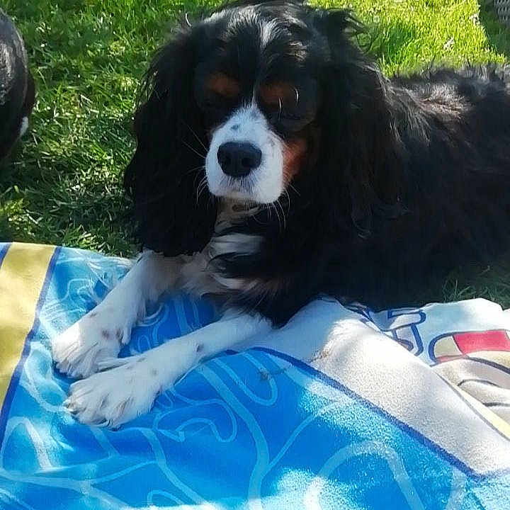 Maya