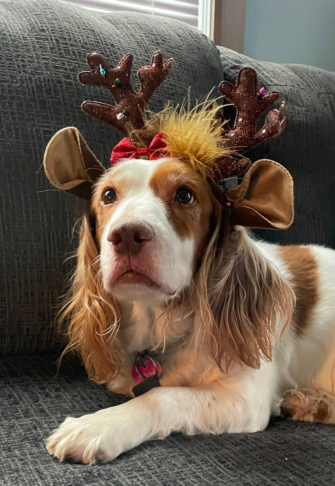 Brittany joined the competition — help win amazing prizes! art, canidae, carnivore, collar, companion_dog, dog, dog_breed, dog_collar, fawn, fur, liver, snout, spaniel, sporting_group, toy, whiskers, working_animal