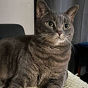 Lucy is registered to the contest to win money with this photo: animal, cat, closeup, cozy, curious, domestic_cat, eyes, feline, fur, gray_tabby, home, indoor, mammal, pet, portrait, relaxed, sitting, soft_lighting, texture, whiskers