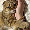 animal, bed, bedding, bracelet, cat, close_up, cuddling, folded_ears, fur, golden_fur, green_eyes, human_hand, indoors, paw, pet, portrait, relaxed, sleeping, tabby_cat, whiskers