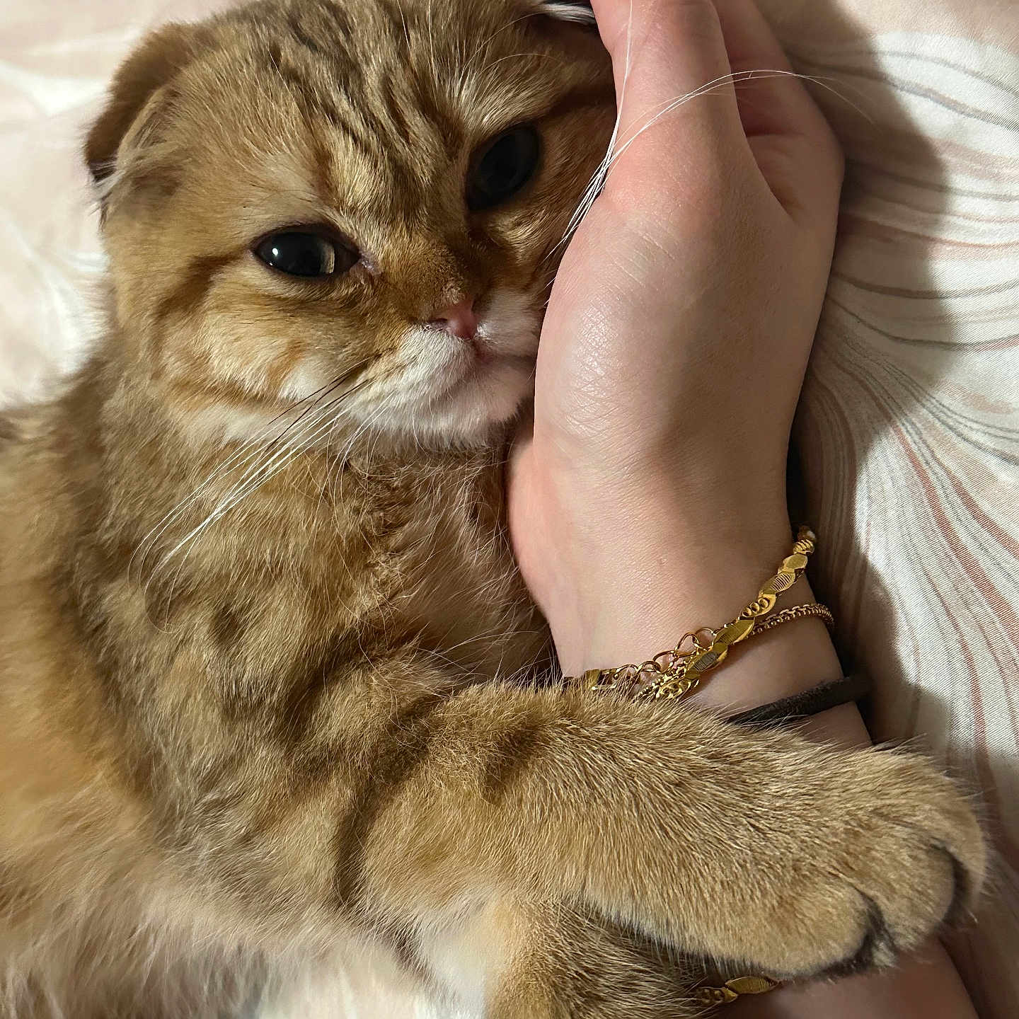 Presto joined the competition — help win amazing prizes! animal, bed, bedding, bracelet, cat, close_up, cuddling, folded_ears, fur, golden_fur, green_eyes, human_hand, indoors, paw, pet, portrait, relaxed, sleeping, tabby_cat, whiskers
