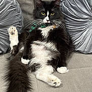 Pooch joined the competition — help win amazing prizes! animal, black_and_white, bow_tie, cat, couch, cute, eyes, fluffy, fur, gray, green, indoor, pet, pillows, plush, portrait, relaxed, sitting, tail, whiskers