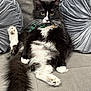 animal, black_and_white, bow_tie, cat, couch, cute, eyes, fluffy, fur, gray, green, indoor, pet, pillows, plush, portrait, relaxed, sitting, tail, whiskers