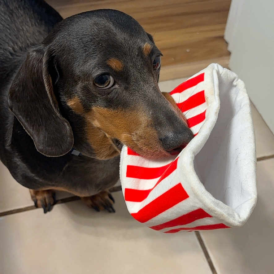 Louis is registered to the contest to win money with this photo: accessories, animal, bag, basket, beagle, canine, clothing, dog, handbag, hardwood, hat, hound, indoors, interiordesign, labradorretriever, pet, puppy, snout, totebag, wood