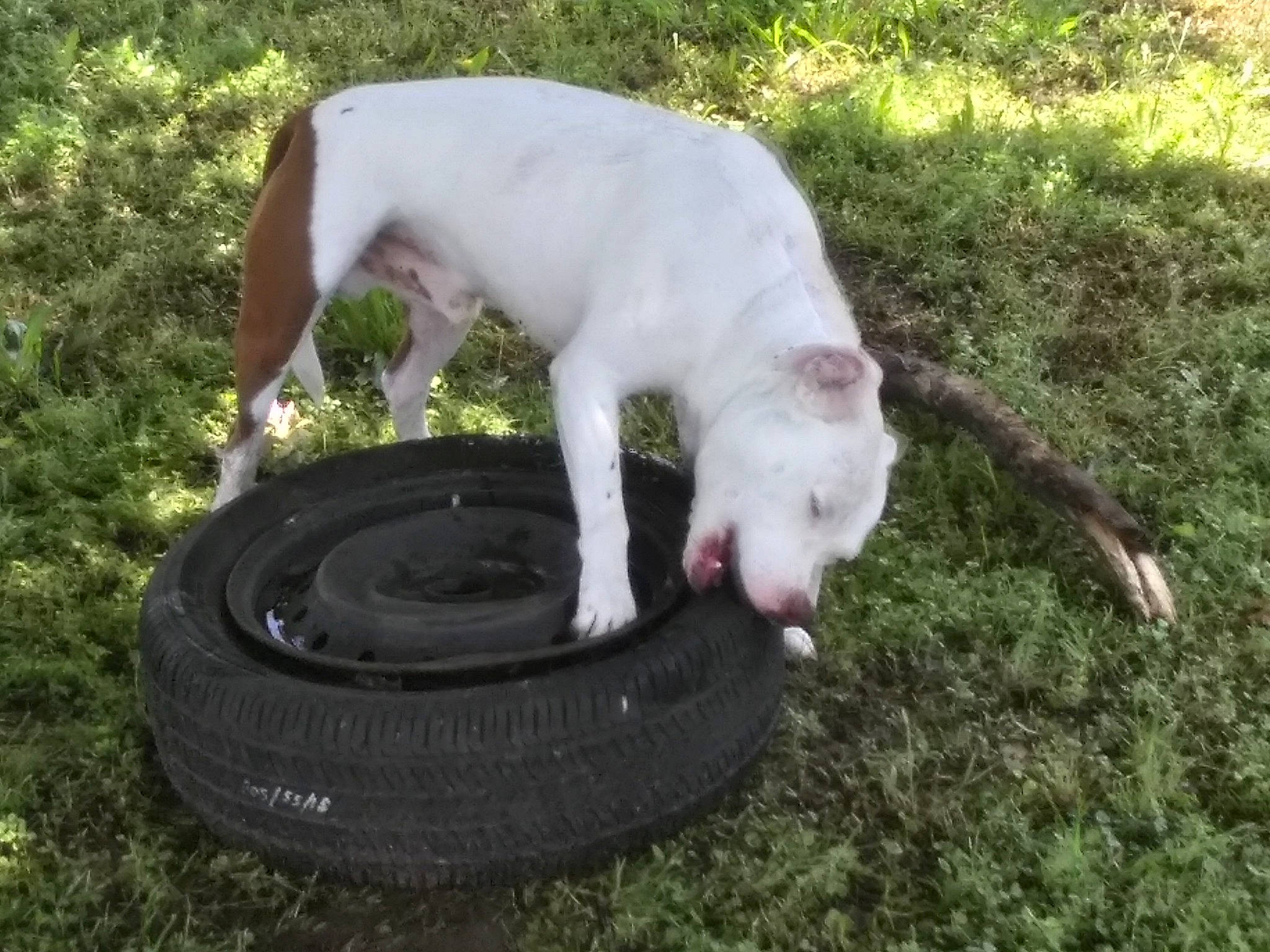 Dip joined the competition — help win amazing prizes! american_bulldog, canidae, carnivore, dog, dog_breed, dogo_argentino, dogo_guatemalteco, grass, mammal, non_sporting_group, sporting_group, tail, vertebrate